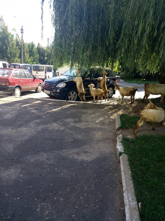 На Волині кози «окупували» елітну автівку. ФОТО