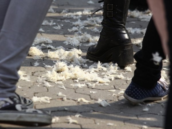 У Львові билися подушками. На черзі – Луцьк. ФОТО. ВІДЕО