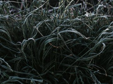 На Волині знову прогнозують морози