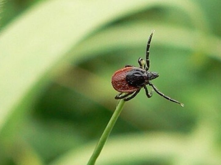 Кліщі на Волині: як вберегтися та що робити при укусі