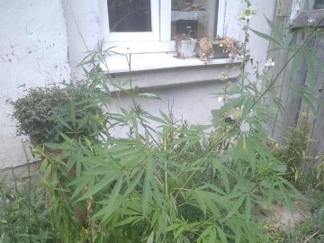 У Луцьку чоловік вирощував коноплю біля власного будинку 