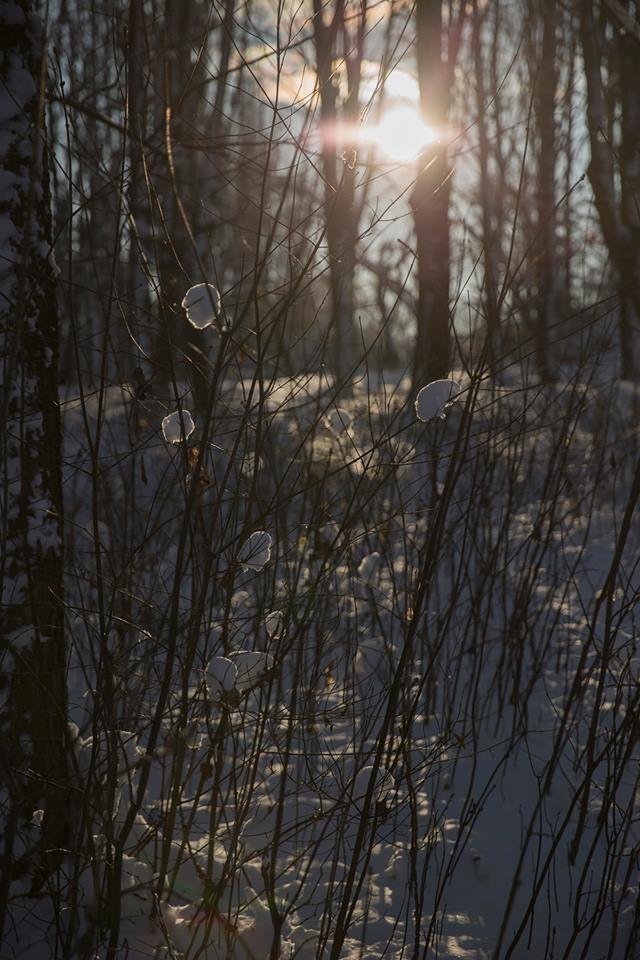 Бурульки і лютневе сонце: фото засніженого парку в Луцьку