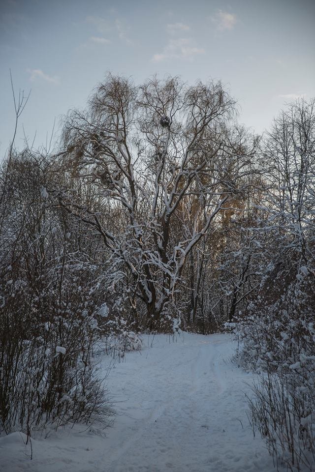 Бурульки і лютневе сонце: фото засніженого парку в Луцьку