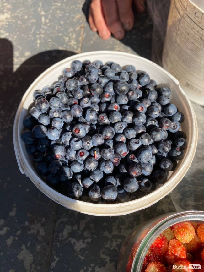 На луцькому ринку з'явилися перші лісові ягоди: почім продають