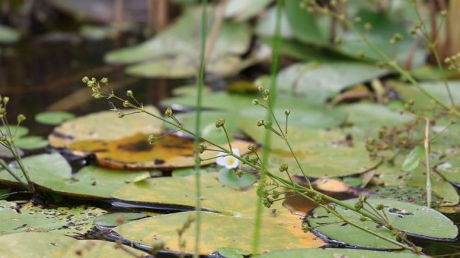 На одному з волинських озер науковці виявили червонокнижну рослину