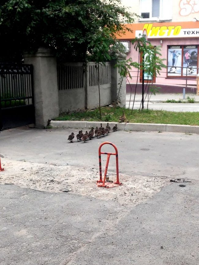 У Луцьку проспектом Волі гуляла качина сім'я. ФОТО