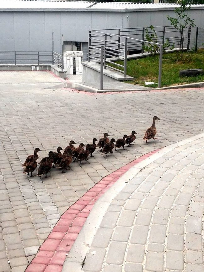 У Луцьку проспектом Волі гуляла качина сім'я. ФОТО