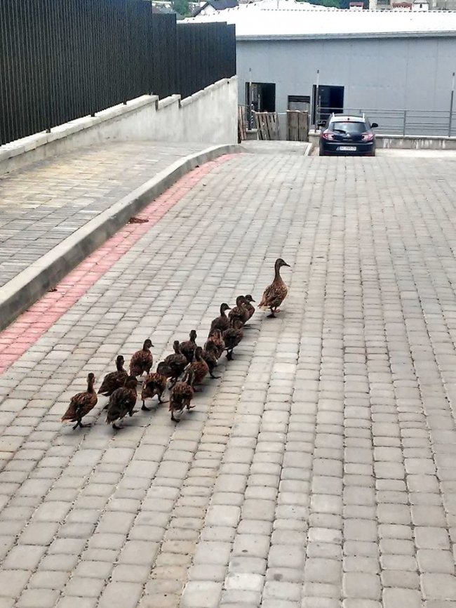 У Луцьку проспектом Волі гуляла качина сім'я. ФОТО