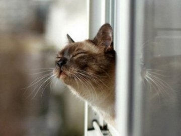 Справжня весна: погода у Луцьку на неділю, 17 лютого