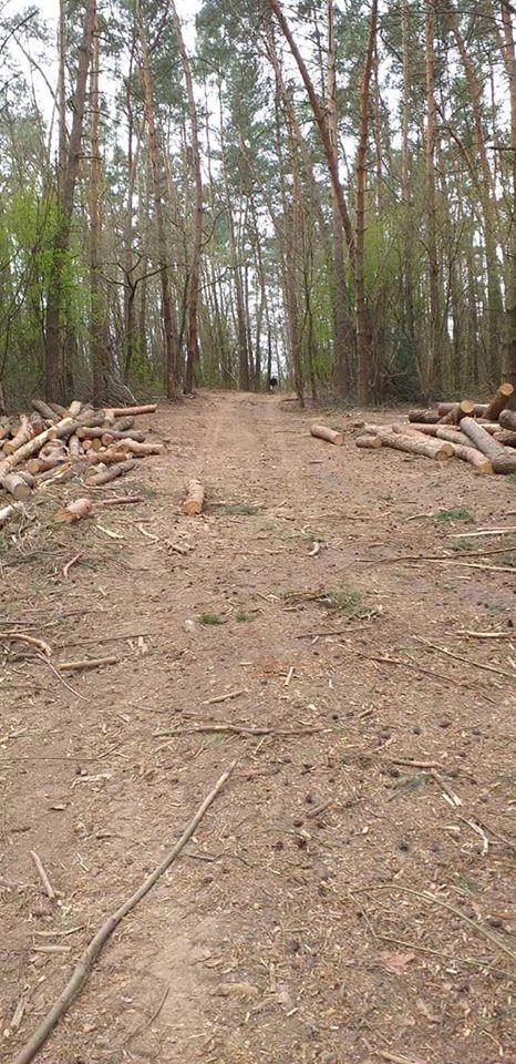 На Волині затримали чоловіка, який крав деревину з лісу