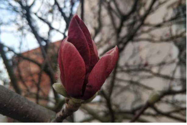 На Закарпатті уже цвітуть сакури та магнолії. ФОТО. ВІДЕО