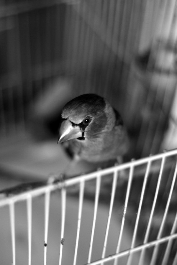 Фотовиставка Анни Лучії Лобос