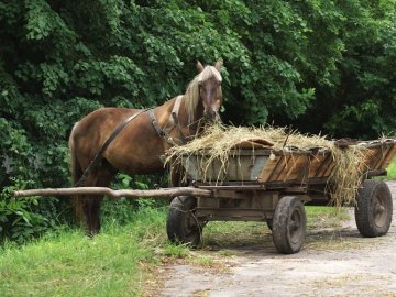 На Волині автівка протаранила кінну підводу: травмованих – двоє