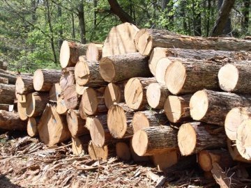 На Волині ринок деревини потребує захисту. ФОТО