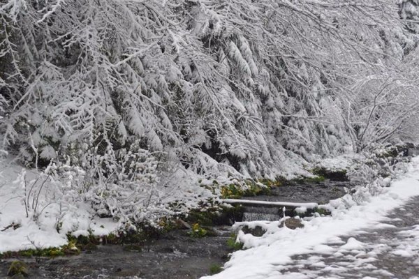 Карпати засипало снігом. ФОТО