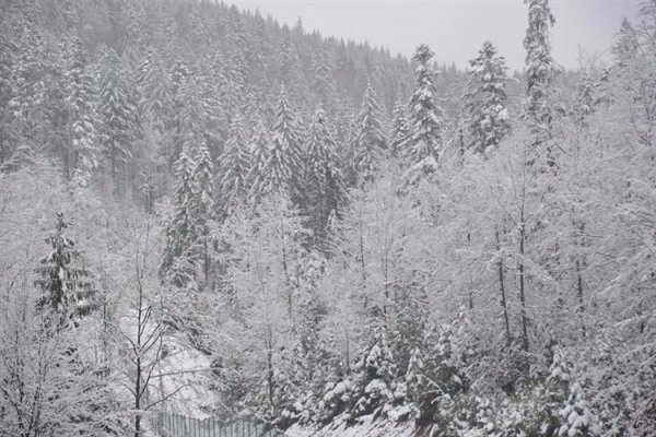 Карпати засипало снігом. ФОТО
