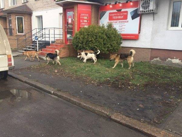 У Ковелі через законодавчу колізію немає кому стерилізувати бездомних собак