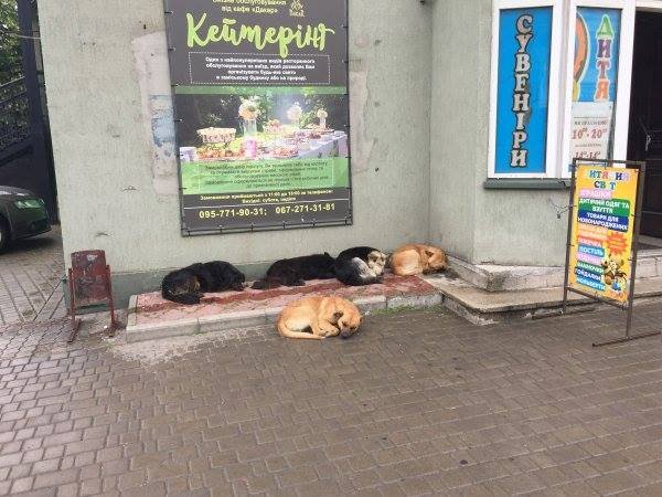 У Ковелі через законодавчу колізію немає кому стерилізувати бездомних собак