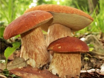 Як не отруїтися грибами: поради волинських медиків