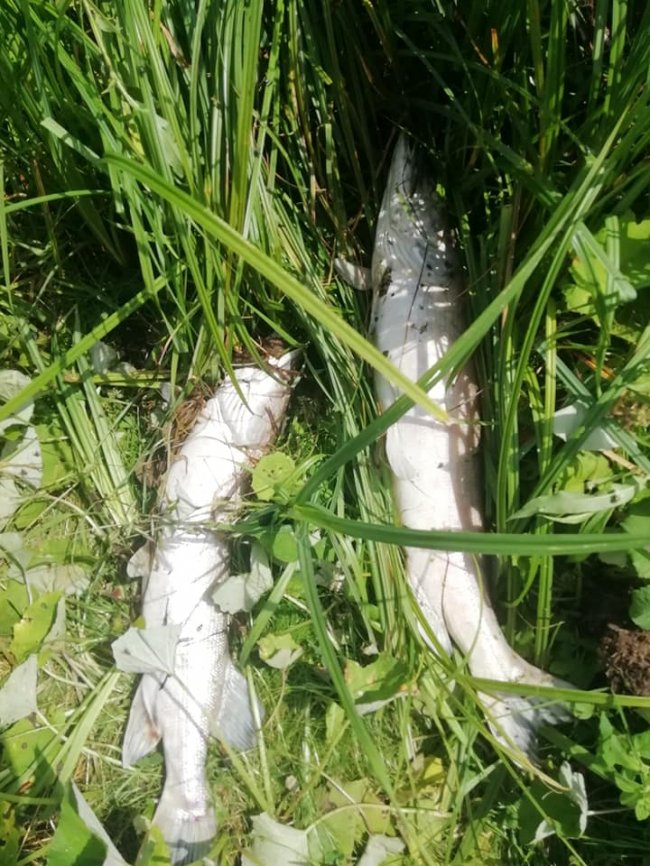 Купи дохлої риби і сморід: на Волині виявили підозрілу водойму. ФОТО