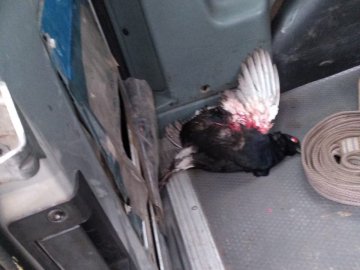 Екоінспектори Волині спіймали браконьєра, який вбив червонокнижного птаха