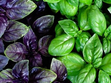 Користь базиліку*