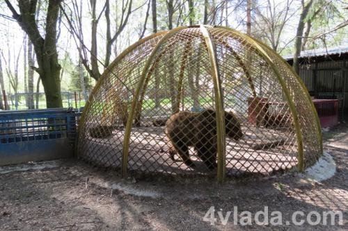 Вольєр у ведмедя має бути 30 квадратних метрів