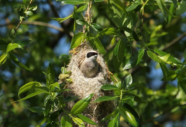 В унікальному селі на Волині зазнімкували птаха, який в’є гніздо у формі рукавички. ФОТО