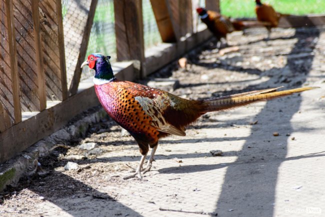 Пернатий «випускний»: на Волині у дику природу випустили фазанів. ФОТОРЕПОРТАЖ