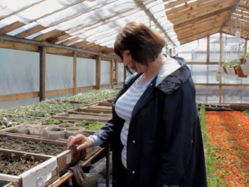 Здебільшого братики: показали, як у Нововолинську вирощують квіти для озеленення