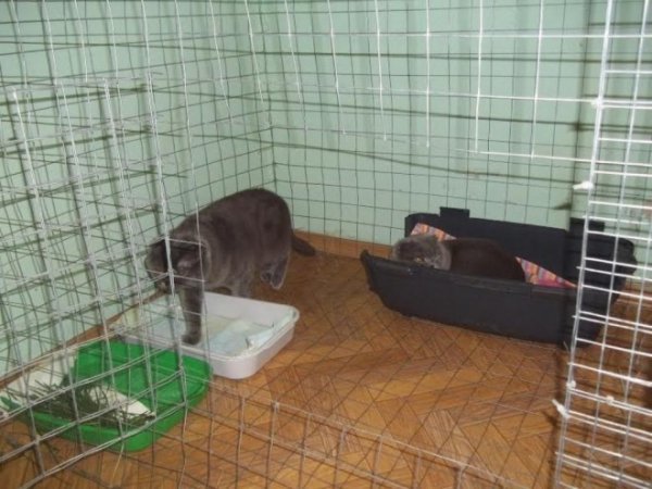 У Луцькому районі працює «собачий готель». ФОТО