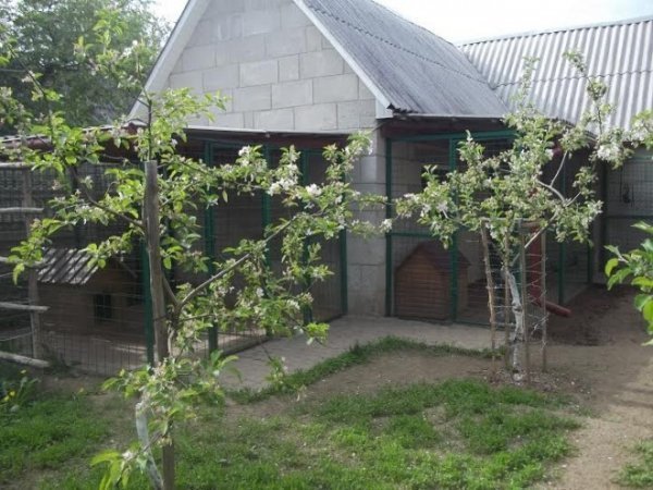 У Луцькому районі працює «собачий готель». ФОТО