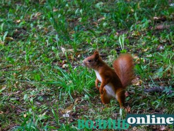 Життя мешканців луцького парку. ФОТО