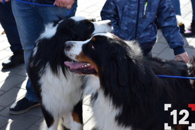 У Луцьку влаштували перший в Європі парад-фестиваль бернських зенненхундів. ФОТО