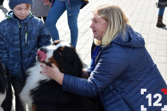 У Луцьку влаштували перший в Європі парад-фестиваль бернських зенненхундів. ФОТО