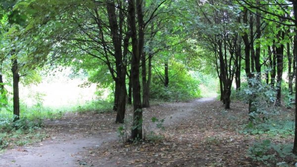 Луцький парк завалили сміттям. ФОТО