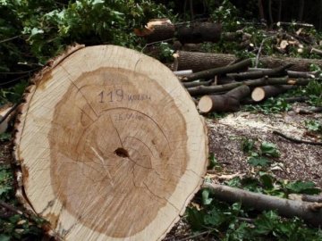 Двох волинян, серед яких – неповнолітній, судитимуть за зрізані 3 сосни