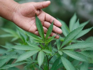 У Раді підтримали петицію про легалізацію марихуани