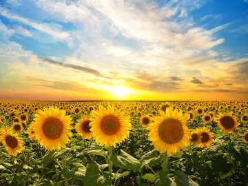 Погода у Луцьку та Волинській області  на завтра, 12 липня