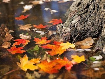 Якою буде погода на Волині у вівторок, 6 жовтня