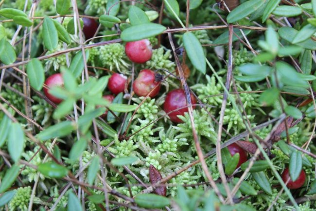 На Волині достигла одна з найкорисніших ягід