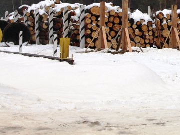 Дари лісу  і «тепло» в брикетах: показали, як успішно працює волинське підприємство. ФОТО