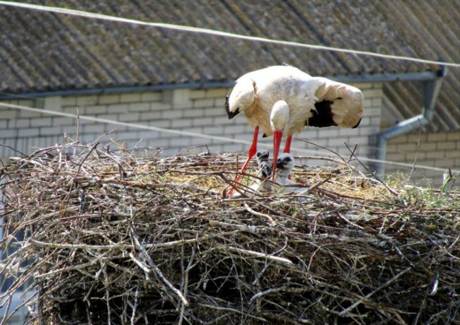 Волинський священик показав, як підросли церковні лелеки. ФОТО
