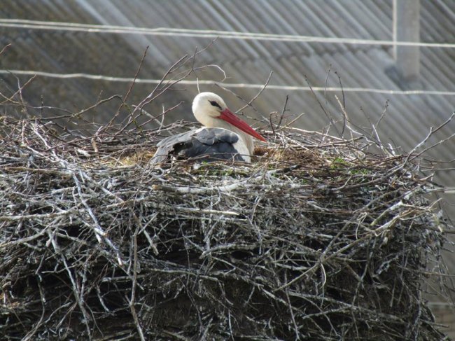 Волинський священик показав, як підросли церковні лелеки. ФОТО