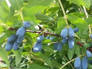 На Волині закладуть найбільшу в країні плантацію жимолості