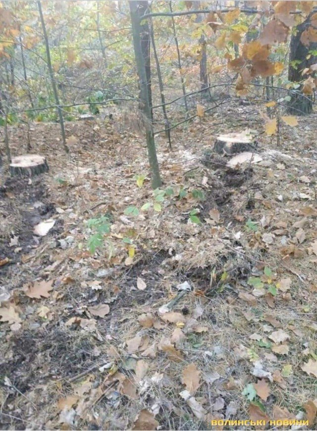 На Волині з території колишньої військової частини крадуть ліс: вирізують ввечері та вивозять «Уралами». ФОТО.ВІДЕО