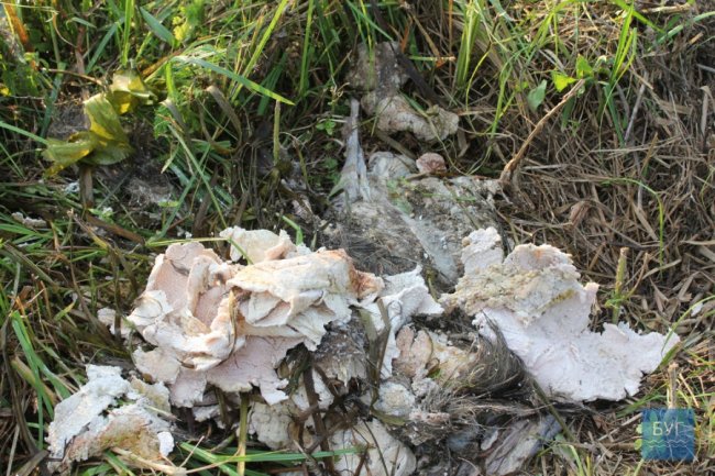 У річку на Волині викинули рештки тварин. ФОТО 18+