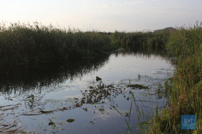 У річку на Волині викинули рештки тварин. ФОТО 18+