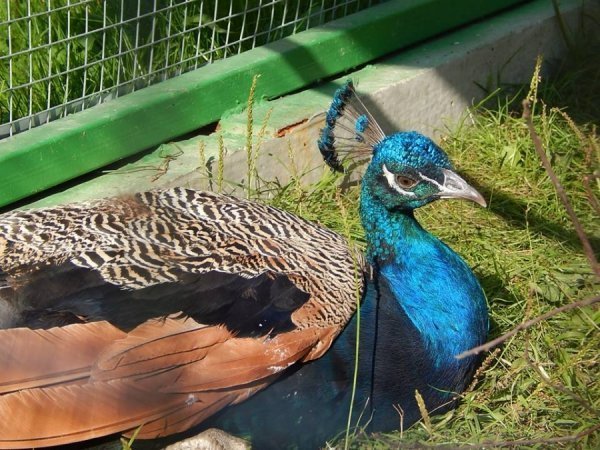 У Луцькому зоопарку оновили вольєри. ФОТО