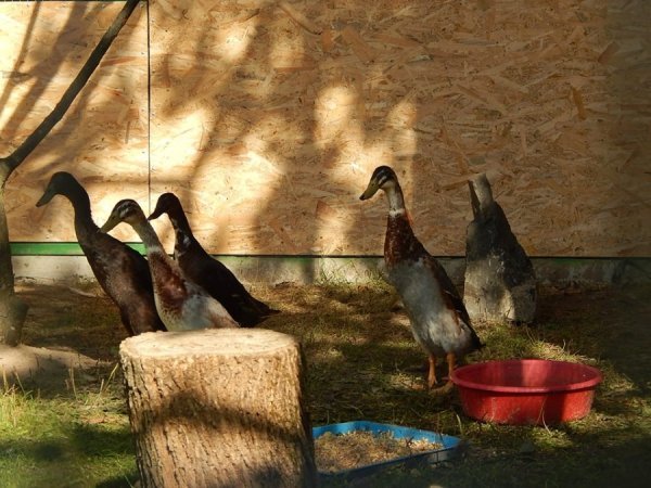 У Луцькому зоопарку оновили вольєри. ФОТО